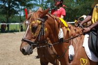 Fête du cheval, journée Portes ouvertes